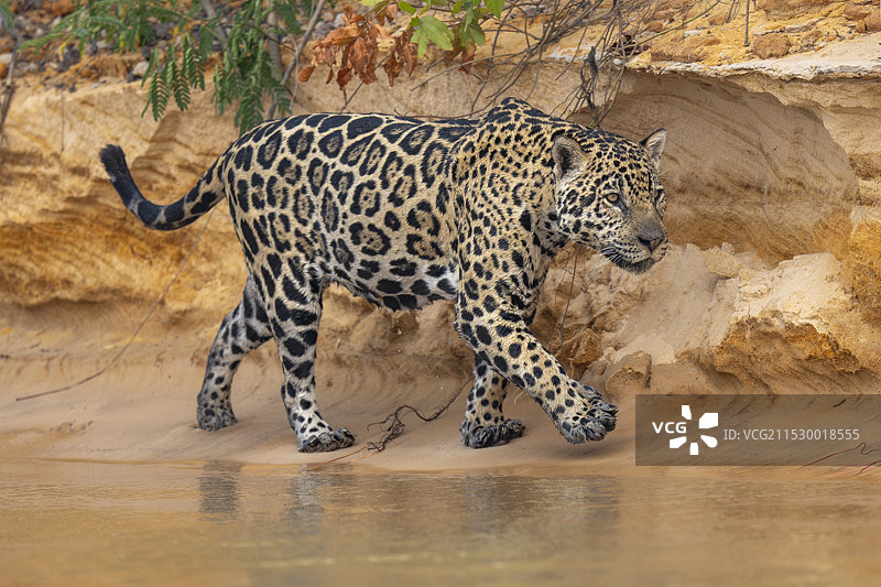 美洲虎图片素材