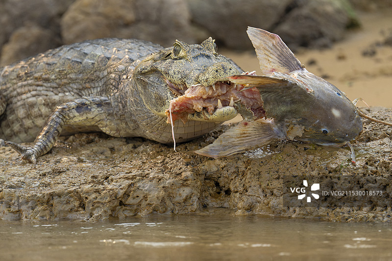 雅卡雷凯门鳄与猎物——一条大型的雅乌鲶鱼图片素材