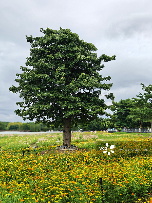 被花包围的一株树～图片素材