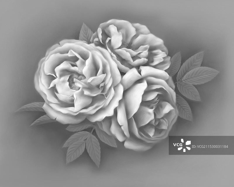 大马士革玫瑰素描图片素材