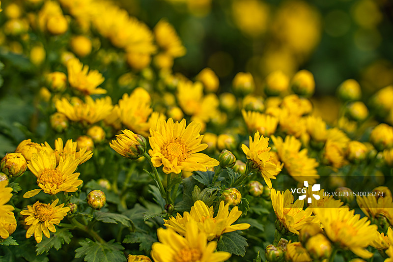 南昌市菊花展：新建区展区图片素材