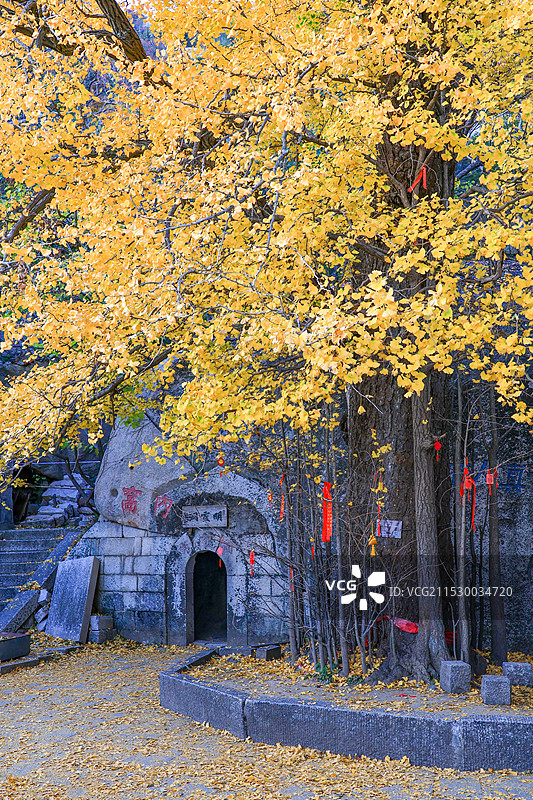 秋季山东青岛崂山太清明霞洞的银杏图片素材