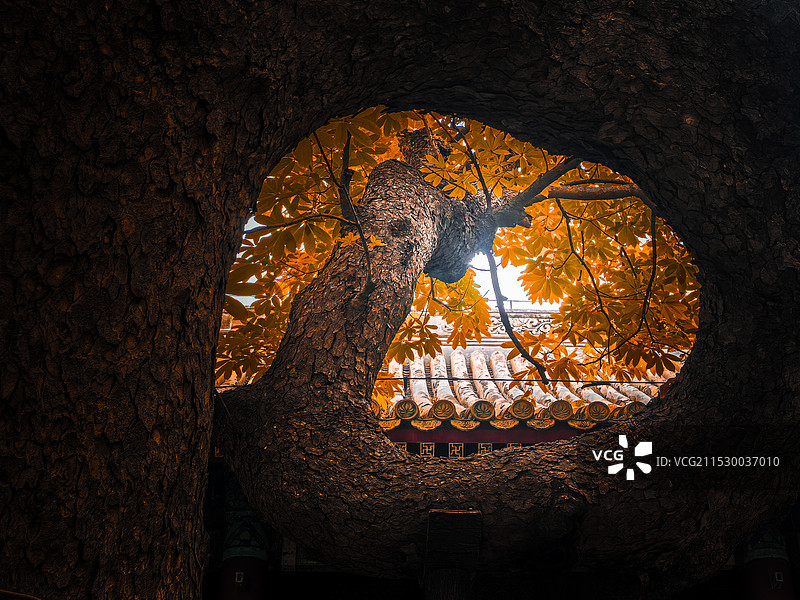 北京八大处寂寞菩提深院锁清秋图片素材