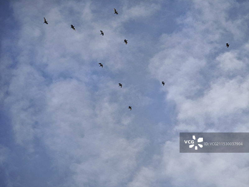 群燕南飞旅拍柬埔寨首都金边湄公河上空图片素材