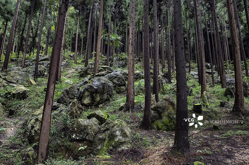 北川石椅羌寨古海黑森林图片素材