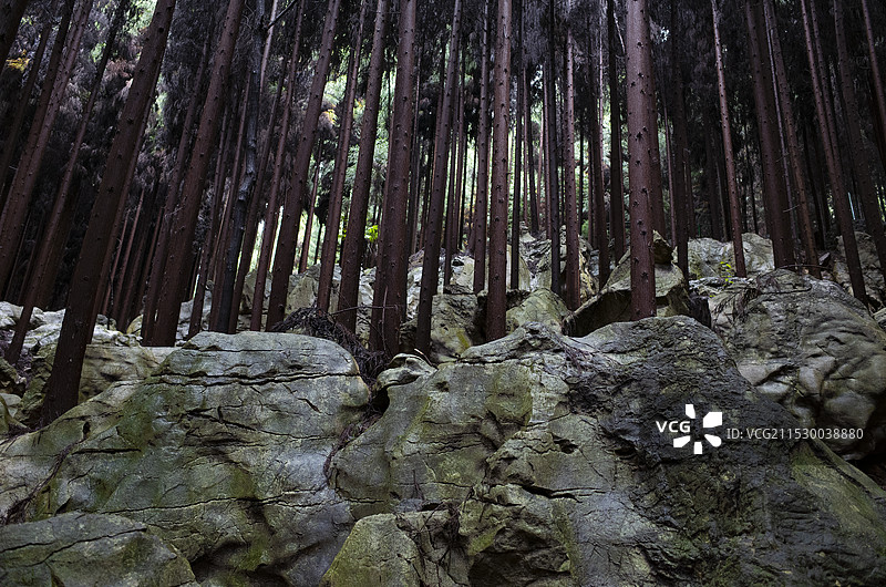 北川石椅羌寨古海黑森林图片素材