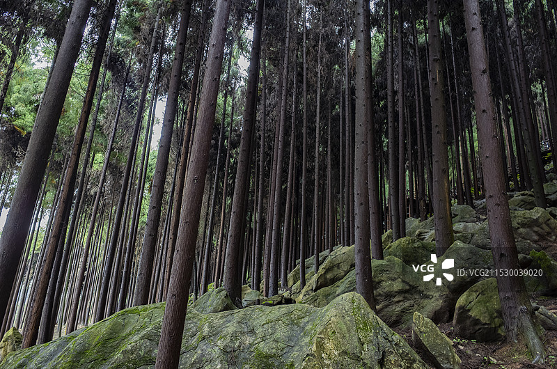 北川石椅羌寨古海黑森林图片素材