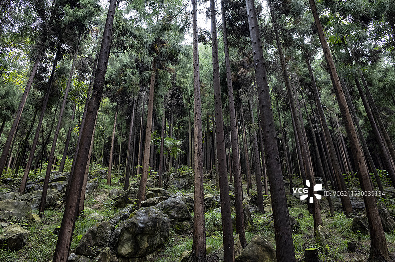 北川石椅羌寨古海黑森林图片素材