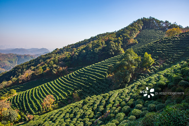 杭州 龙井村 茶叶 茶树 绿色 绿茶 山地茶园  茶叶 茶树 茶林 龙井茶 茶场 茶村 秋天 秋景图片素材