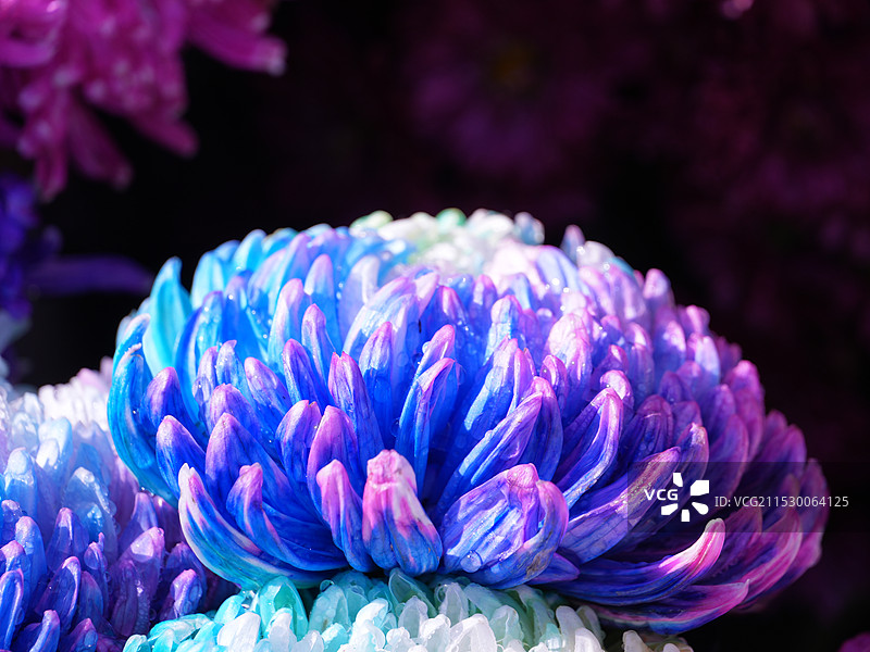 瘦西湖彩菊图片素材