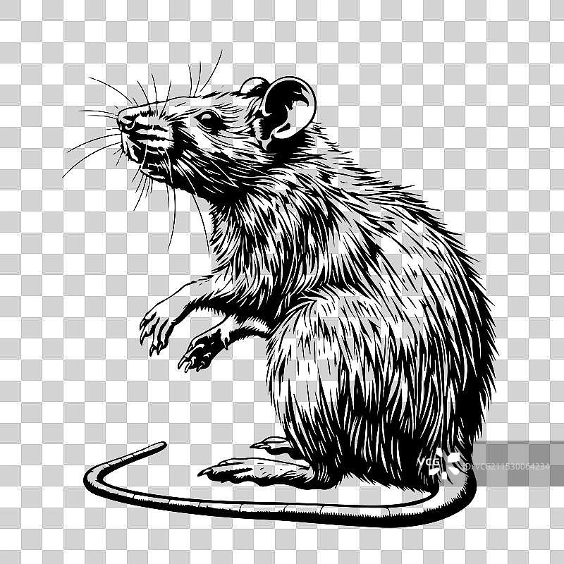 老鼠动物素描手绘雕刻图片素材