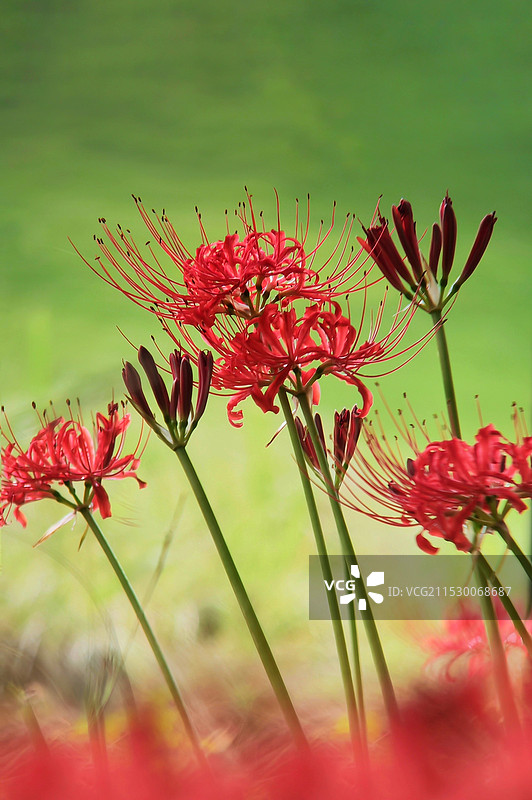 梦幻彼岸花图片素材
