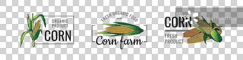 玉米标志 农场 田野 图标 复古 谷物 种子图片素材