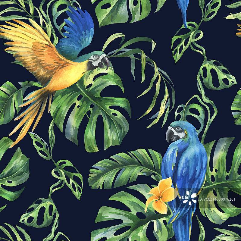 热带棕榈叶、怪兽植物和花朵图片素材