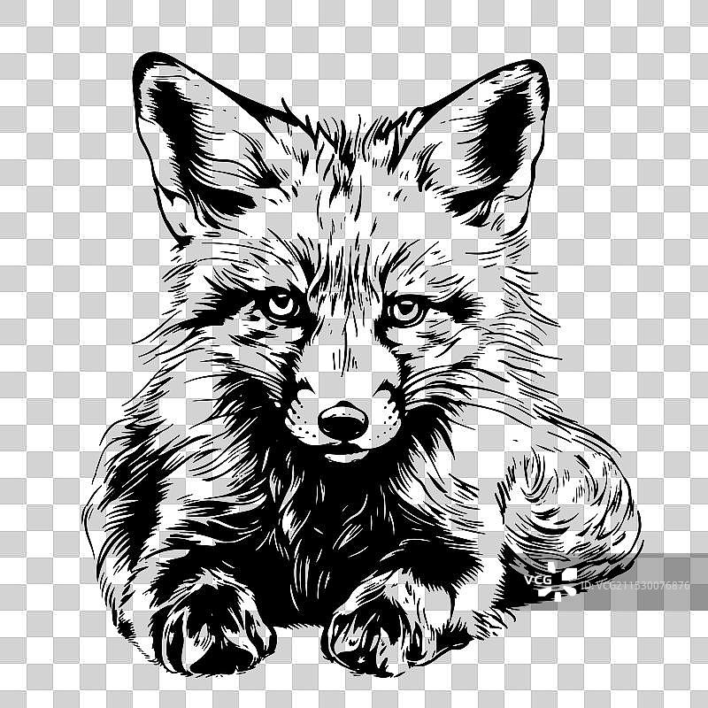手绘狐狸幼崽面部素描图片素材