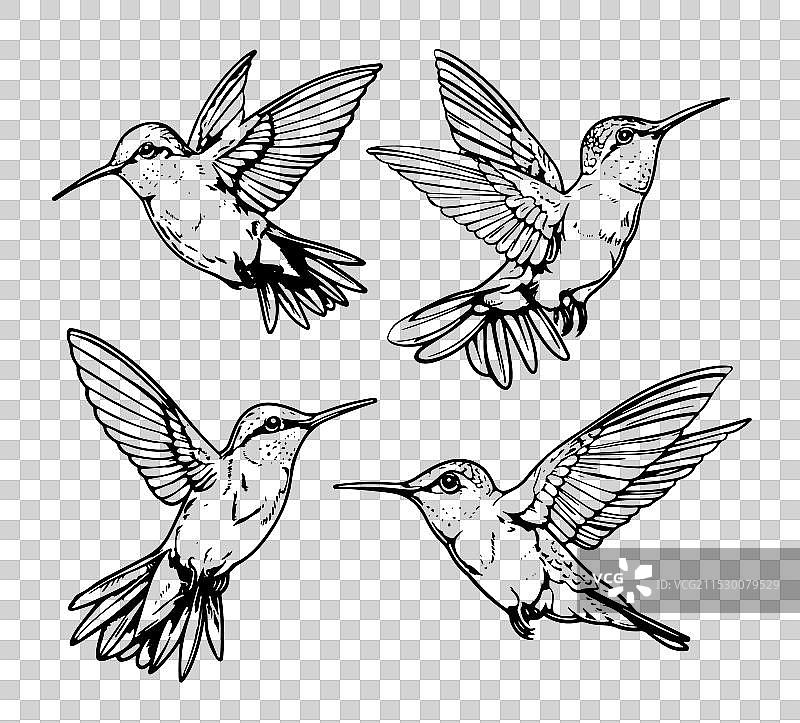 蜂鸟素描铅笔画图片素材