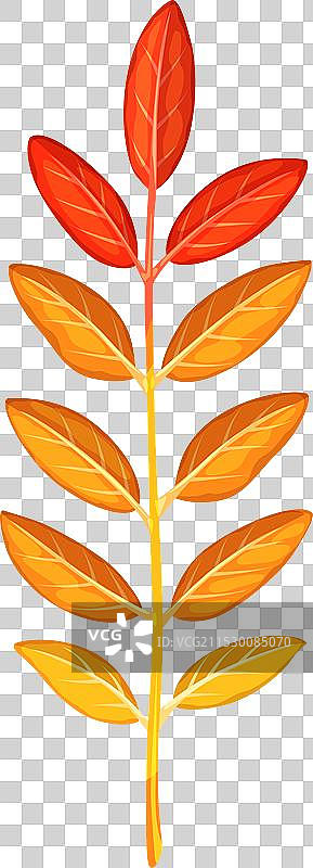 秋天的山楂叶呈现红色、橙色和黄色的色调图片素材