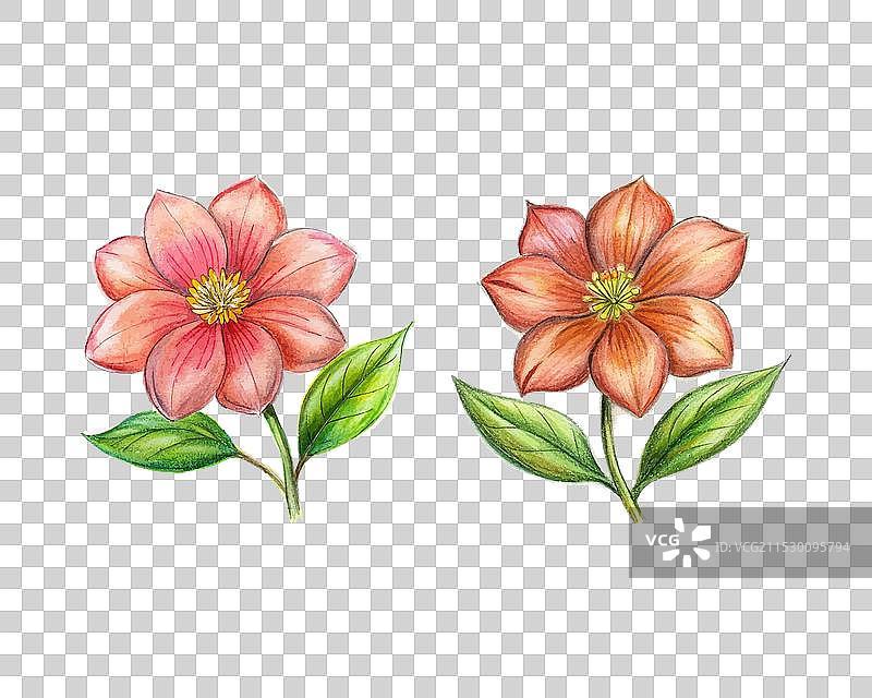 手绘花卉设计图片素材