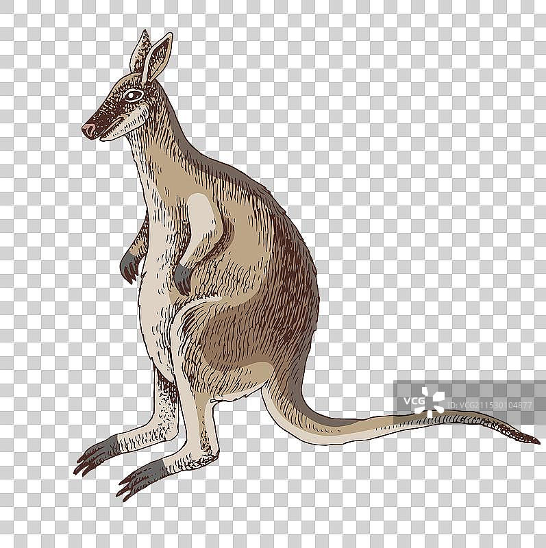 大海雀，已灭绝的不会飞的鸟类图片素材