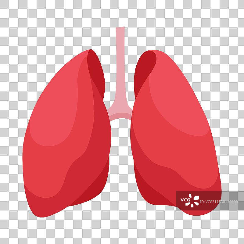 内部人体器官 - 肺部信息海报图片素材