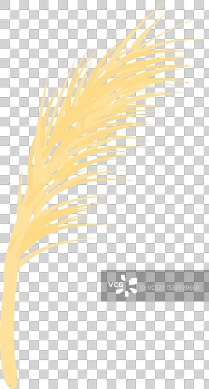 一根单独的小麦秆上长着未成熟的麦粒图片素材