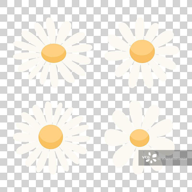 可爱的小白菊和洋甘菊图标集图片素材