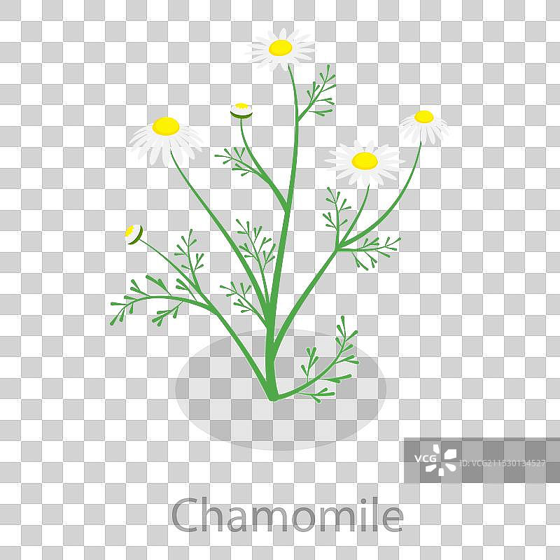 3D等距平面疗愈草药集合图片素材