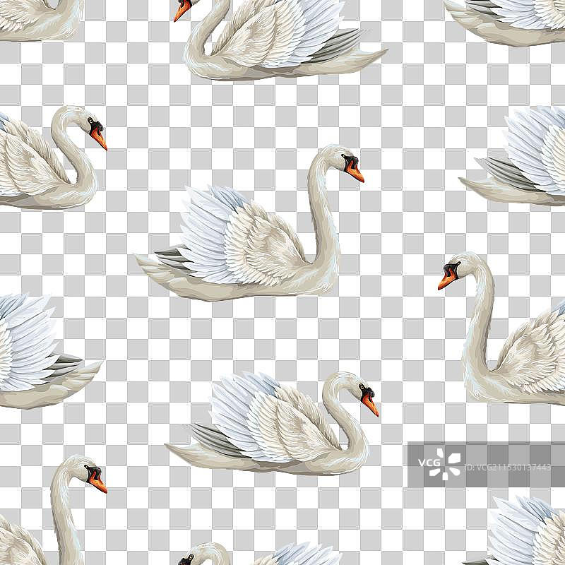 白天鹅的无缝图案图片素材