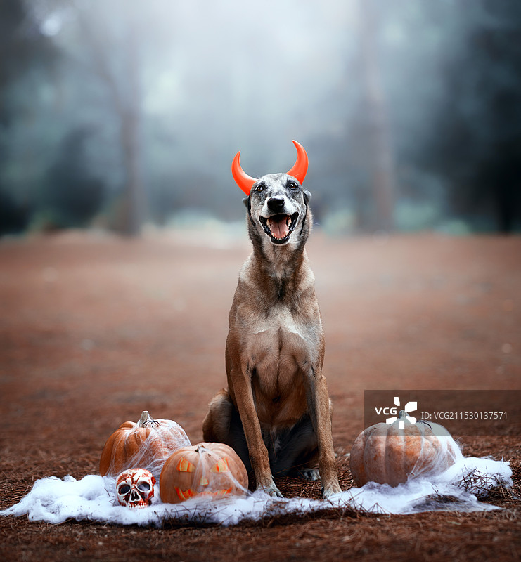 戴着恶魔头带和南瓜的老年马里努阿犬在万圣节庆祝图片素材
