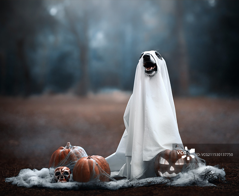 狗穿着白色床单装扮成鬼魂，坐在南瓜之间庆祝万圣节图片素材