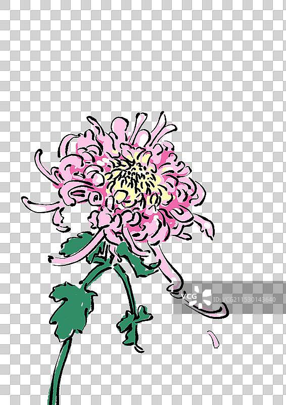 菊花素材图片素材