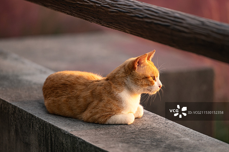 可爱小猫图片素材