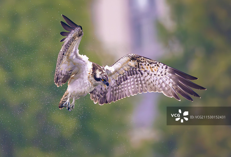 空中寻鱼的大鹗图片素材