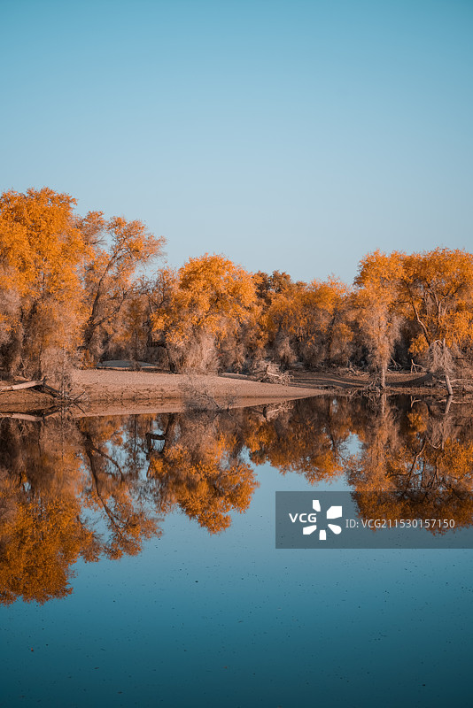 前面胡杨图片素材
