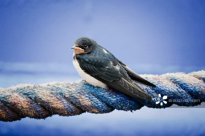 秋日雨燕图片素材