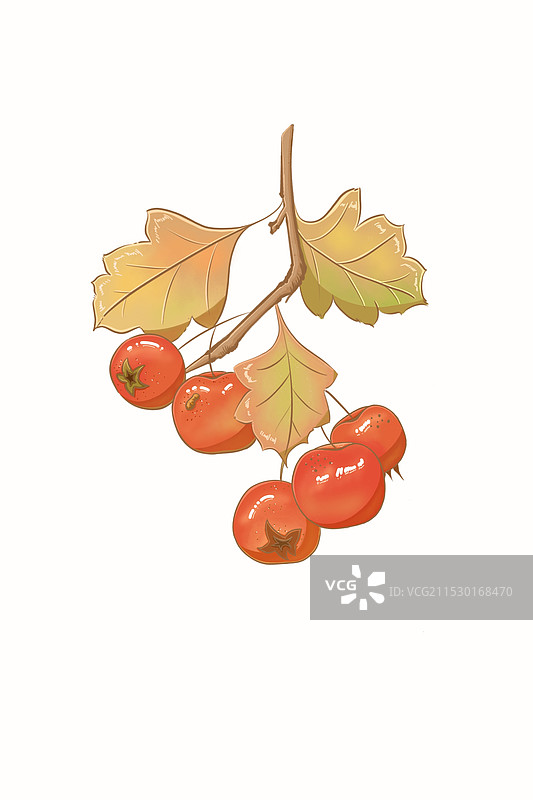 秋日山楂图片素材