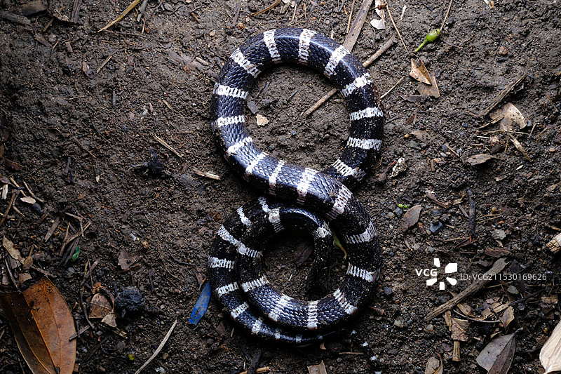 银环蛇图片素材