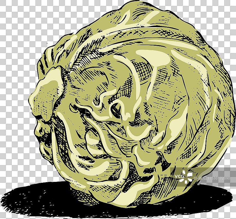 线条艺术风格的卷心菜图片素材