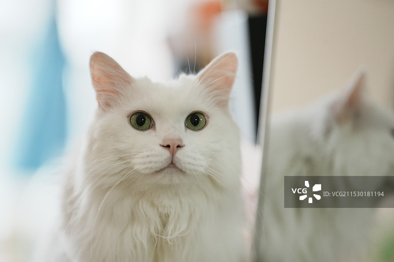 镜子旁的可爱白色猫猫图片素材