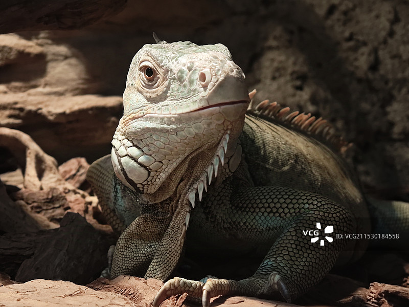 蓝鬣蜥图片素材