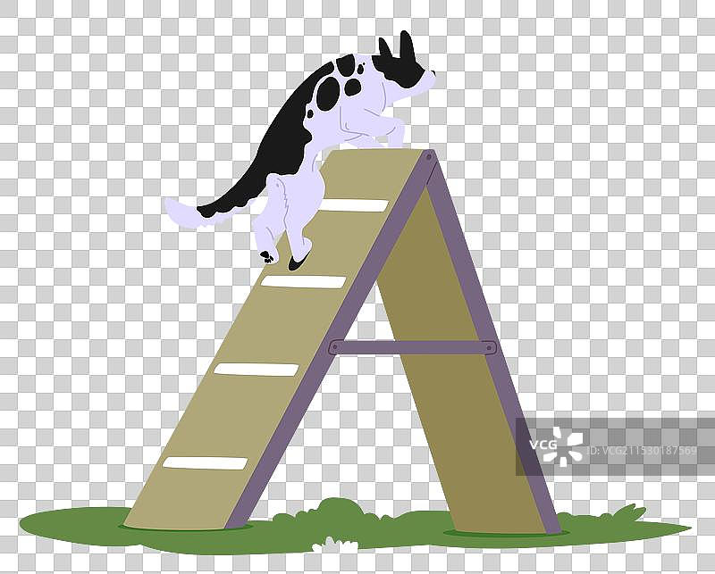 狗在障碍课程中穿越的精彩瞬间图片素材