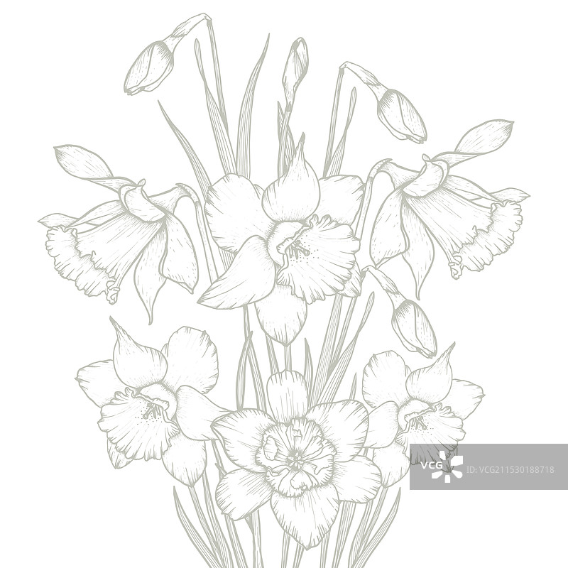 手绘水仙花图片素材