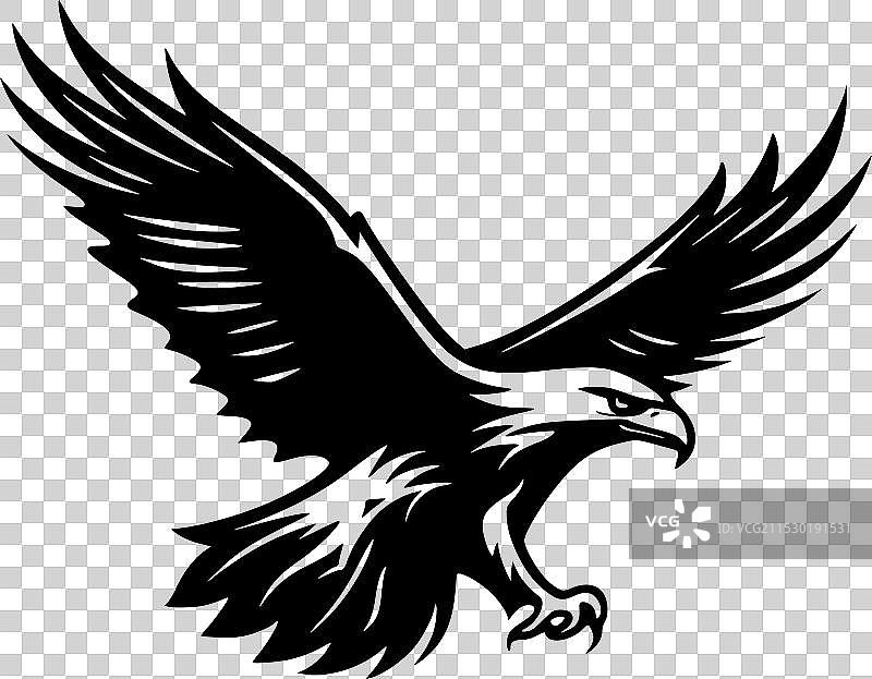 鹰 - 黑白色图片素材