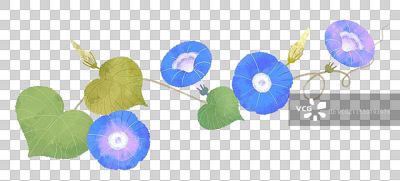 牵牛花藤图片素材