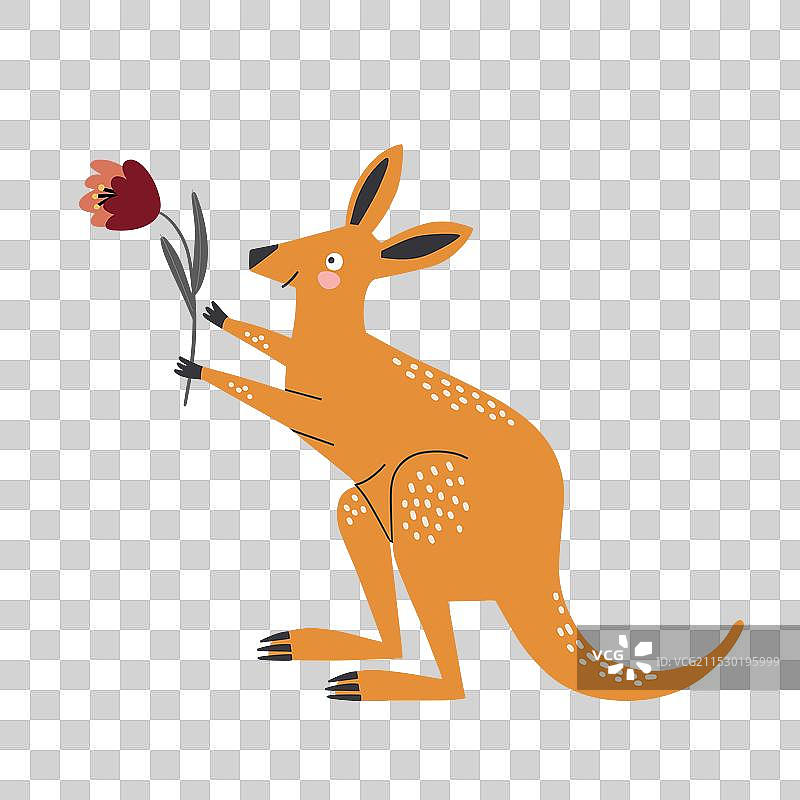 澳大利亚袋鼠用爪子捧着花朵图片素材