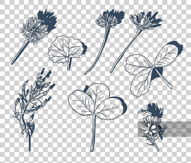 单色野花和叶子孤立在一个背景上图片素材