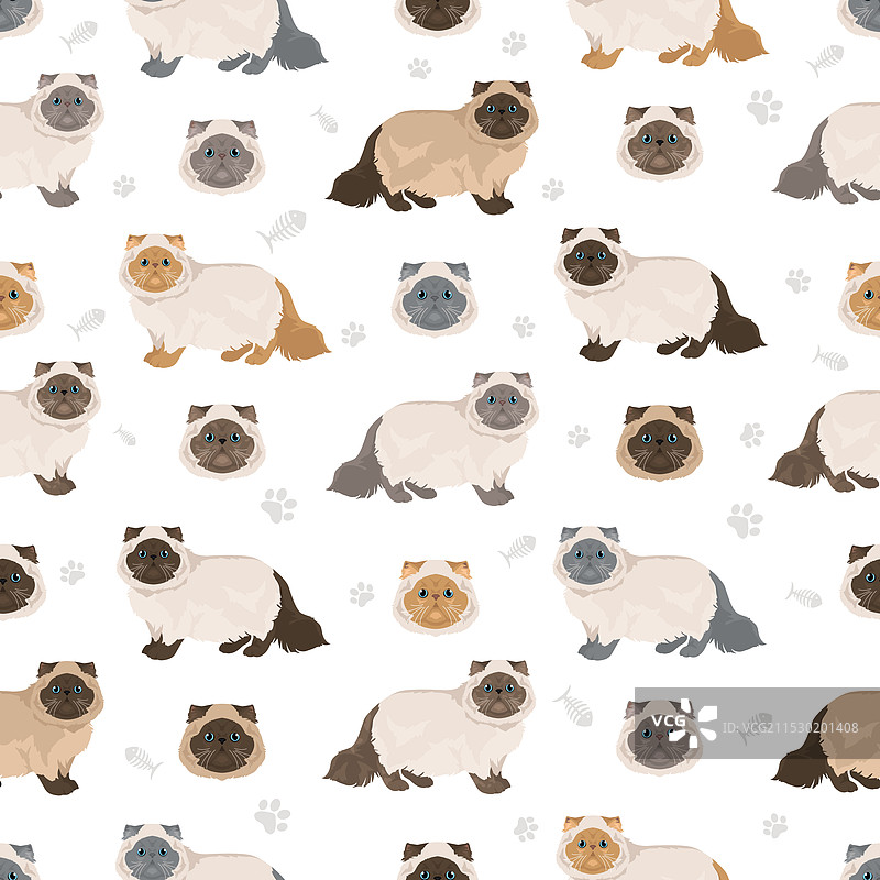 现代喜马拉雅波斯猫无缝图案图片素材