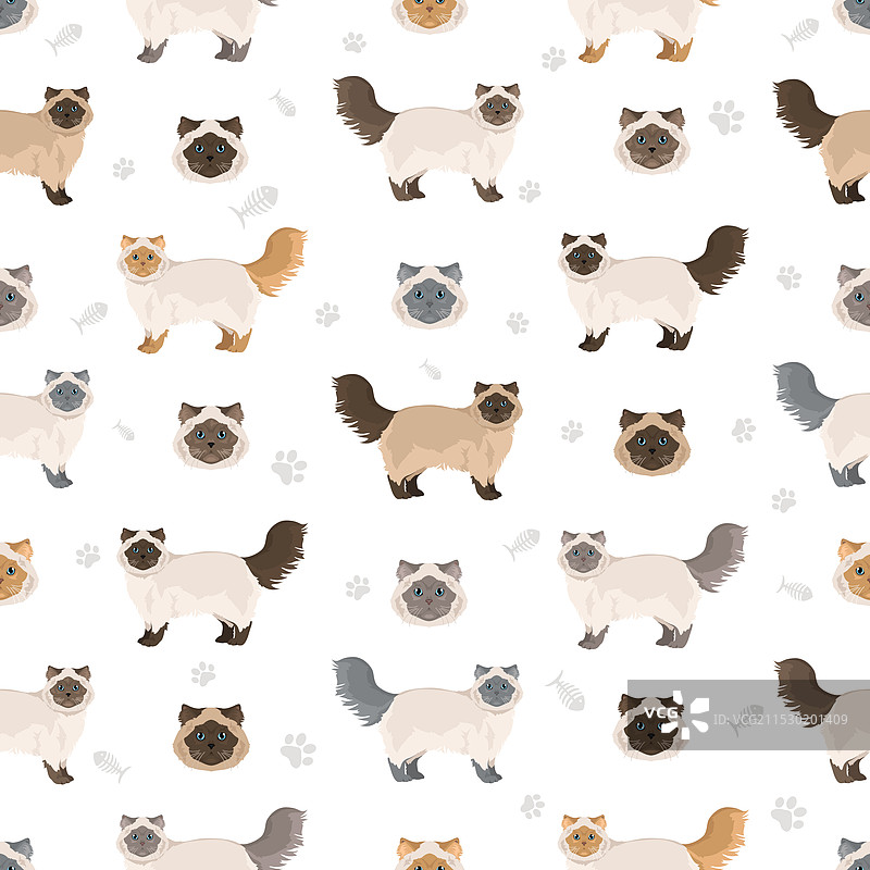 喜马拉雅波斯猫无缝图案图片素材
