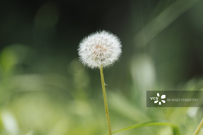 蒲公英图片素材