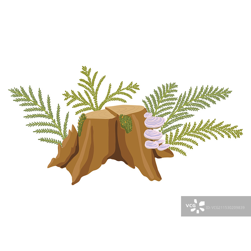 树桩和蕨类植物叶子的绘画图片素材